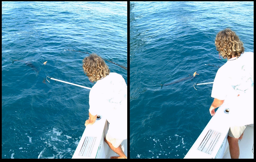(14) montage (rig fishing).jpg   (1000x632)   330 Kb                                    Click to display next picture